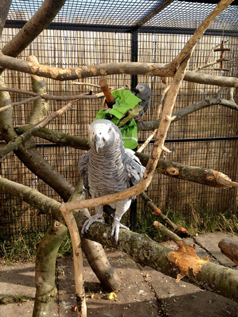 parrot aviary